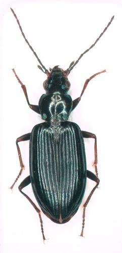 Bembidion sp.